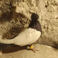 چندکبوتررنکی فروشی|پرنده|چناران, |دیوار