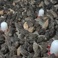 بلدرچین گوشتی فوق سنگین وزن300گرمی