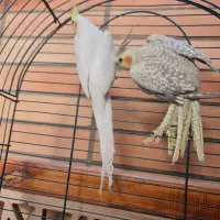 عروس هلندی