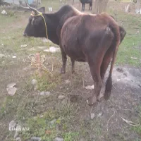 گاو چالوسی|حیوانات مزرعه|سنگر, |دیوار