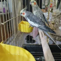 یک جفت عروس هلندی