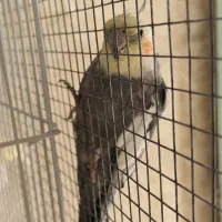 عروس هلندی سخنگو