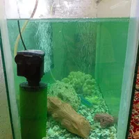 آکواریوم|ماهی|دزفول, |دیوار