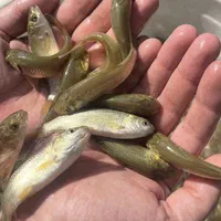 پروررش بچه ماهی گرم آبی کپور آمور