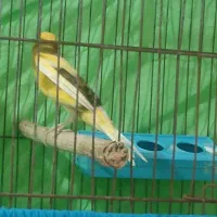 قناری نر ابلق پرتقالی|پرنده|آمل, |دیوار