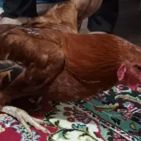 خروس محلی درشت سرحال