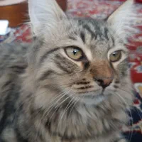 گربه اسکاتیش