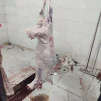 کهره و بره گوشتی موجود