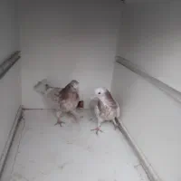 جوجه پرشی ساعتی بالا|پرنده|محمدشهر, محمدشهر|دیوار