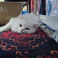 گربه نر پرشین|گربه|مشهد, ایثار|دیوار