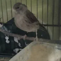 ماده قناری مست