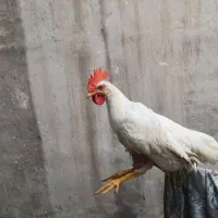 مرغ وخروس