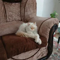 گربه پرشین|گربه|شهرکرد, |دیوار