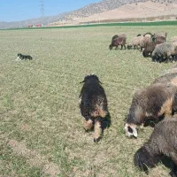 دو عدد شیشک داشتی|حیوانات مزرعه|میانکوه, |دیوار