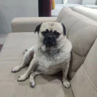 واگذاری سگ پاگ|سگ|گلستان (تهران), |دیوار