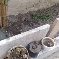 گیاه کاکتوس توافق یا معاوضه باگیاه آپارتمان و...|گل و گیاه طبیعی|قم, آذر (نکویی)|دیوار