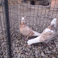 کبوتر دوتاماده شازده وزرد