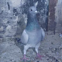 کبوتر|پرنده|شیراز, تندگویان|دیوار