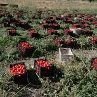 سرکارگر صفرتاصدکارکشاورزی و باغی وانباروسردخانه
