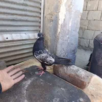 سینه سیاه|پرنده|مسجد سلیمان, |دیوار