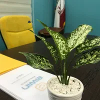 اجاره یک واحد اداری شیک و مبله