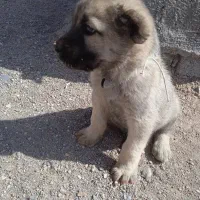 سگ سرابی|سگ|میانه, |دیوار