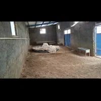 دامداری ۱۰۰ راسی روستایی|فروش زمین و ملک کلنگی|خاو و میرآباد, |دیوار