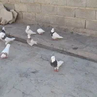 کفتر طوقی|پرنده|اشترینان, |دیوار