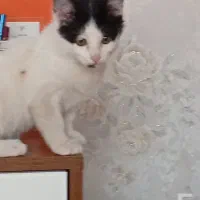 ۲ عدد بچه گربه و مادرشون|گربه|کرمانشاه, |دیوار