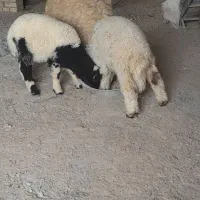 3عددبره نر2ماده و1نر پرکمر وچاق