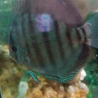 فروش ماهی دیسکس مولد|ماهی|مراغه, |دیوار