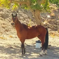 اسب مادیان