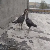 لاری