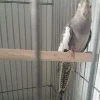 عروس هلندی ماده