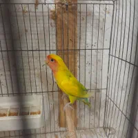 طوطی کوتوله