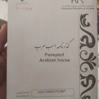 اسب نریون سیلمی سوارکاری .تبارنامه دار|اسب و تجهیزات اسب‌سواری|فولادشهر, C4|دیوار
