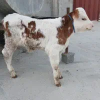 گوساله نر سیمنتال