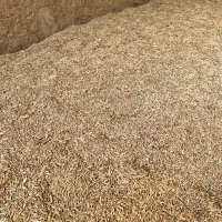 جو آبی جهت کاشت و دام|خدمات باغبانی و درختکاری|آباده, |دیوار