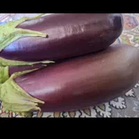 بادمجان ابرکوهی جون