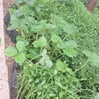 نشا|خدمات باغبانی و درختکاری|نورآباد, |دیوار