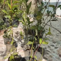 نهال برگ بو برگ قار