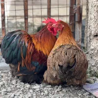 فروش ست کوچین وارداتی