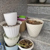 گلدان|گل و گیاه طبیعی|اردبیل, |دیوار