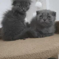 توله گربه