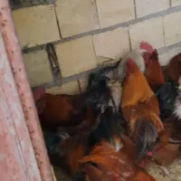 خروس ۴ کیلو