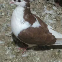 کفترخال‌وچپ‌وطوقی‌‌|پرنده|شامکان, |دیوار