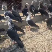 کبوتر