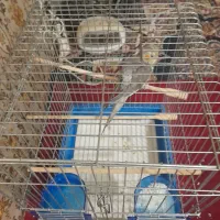 عروس هلندی مرواریدی