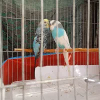 مرغ عشق تخم دار