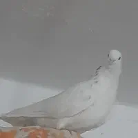 کفتر گم شده